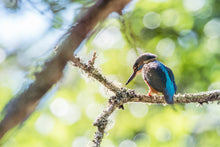 Load image into Gallery viewer, Kingfisher, River Dart Estuary, South Devon | Wildlife Bird Photography Print