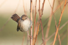 Load image into Gallery viewer, Cetti's Warbler Bird Print – Slapton Ley Devon | Reed Warbler Nature Photography Wall Art | Home Decor & Gift Idea