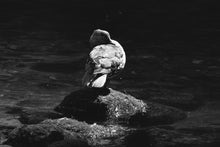 Load image into Gallery viewer, Duck Fine Art Print – Dart Estuary Bird Photography | British Nature Decor & Gift Idea