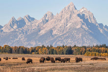 Load image into Gallery viewer, Bison Herd Wall Art – Buffalo Grand Teton | Yellowstone National Park Wildlife Nature Decor & Gift Ideas
