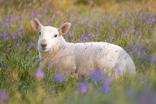 Load image into Gallery viewer, Dartmoor Lamb Bluebells | Emsworthy Wildflower Livestock Sheep wall art - Home Decor Gifts