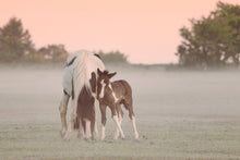 Load image into Gallery viewer, Devon Foal and Horse Equine wall art | Dartmoor Wildlife Photography, Pony wall art - Home Decor Gifts
