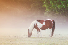 Load image into Gallery viewer, Dartmoor Print of a Pony | Harrowbeer Wildlife Photography, Equine wall art - Home Decor Gifts