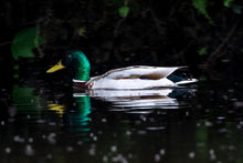 Load image into Gallery viewer, Mallard Duck Wall Art Print – River Dart Devon Bird Photography | Nature Decor & Gift Idea