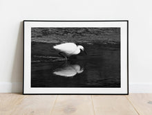 Load image into Gallery viewer, Little Egret Fine Art Print – Heron Kingsbridge Estuary Bird Photography | Nature Decor & Gift Idea