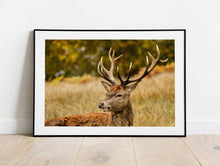 Load image into Gallery viewer, Stag Print | Richmond Park Wildlife Photography, Red Deer - Home Decor Gifts