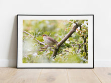 Load image into Gallery viewer, Reed Warbler Bird Prints | Wiltshire Kennet & Avon Canal Nature Photography  - Home Decor Gifts Wall