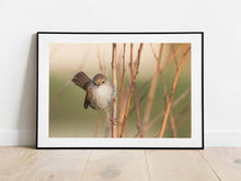 Load image into Gallery viewer, Cetti's Warbler Bird Print – Slapton Ley Devon | Reed Warbler Nature Photography Wall Art | Home Decor & Gift Idea