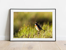 Load image into Gallery viewer, Scottish Wildlife Prints | a Stonechat sits on Scotlands Highlands - Home Decor Gifts