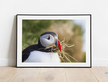 Load image into Gallery viewer, Wildlife Prints of Icelands Puffins, Animal Art for Sale, Icelandic Prints and Home Decor Gifts