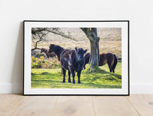 Load image into Gallery viewer, Wildlife Prints of Dartmoor Ponies and Cows | Devon Animal Photography - Home Decor Gifts