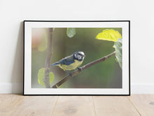 Load image into Gallery viewer, Eurasian Blue Tit Bird Print – Devon Wildlife Wall Art | Avian Nature Photography