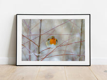 Load image into Gallery viewer, Robin Red Breast Print, Animal art for Sale - Home Decor Gifts