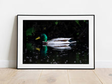 Load image into Gallery viewer, Mallard Duck Wall Art Print – River Dart Devon Bird Photography | Nature Decor & Gift Idea