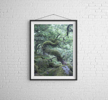 Load image into Gallery viewer, Dartmoor Prints of Wistmans Wood | Twisted Oak Tree wall art - Home Decor Gifts
