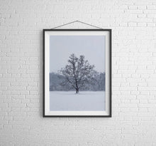 Load image into Gallery viewer, Woodland Print | Snowy Tree at Bakers Park, Newton Abbot Photography Home Decor