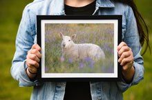 Load image into Gallery viewer, Dartmoor Lamb Bluebells | Emsworthy Wildflower Livestock Sheep wall art - Home Decor Gifts