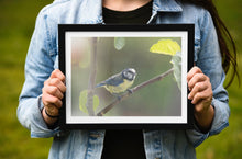 Load image into Gallery viewer, Eurasian Blue Tit Bird Print – Devon Wildlife Wall Art | Avian Nature Photography