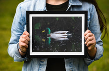Load image into Gallery viewer, Mallard Duck Wall Art Print – River Dart Devon Bird Photography | Nature Decor & Gift Idea