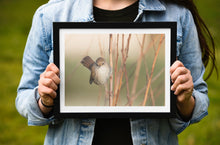Load image into Gallery viewer, Cetti's Warbler Bird Print – Slapton Ley Devon | Reed Warbler Nature Photography Wall Art | Home Decor & Gift Idea