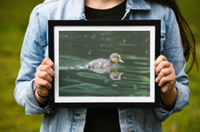 Load image into Gallery viewer, A Duckling on the River Dart | South Devon Duck Bird Nature Photography - Home Decor Gifts Wall