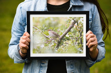 Load image into Gallery viewer, Reed Warbler Bird Prints | Wiltshire Kennet & Avon Canal Nature Photography  - Home Decor Gifts Wall