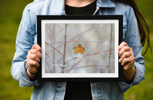 Load image into Gallery viewer, Robin Red Breast Print, Animal art for Sale - Home Decor Gifts