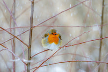 Load image into Gallery viewer, Robin Red Breast Print, Animal art for Sale - Home Decor Gifts