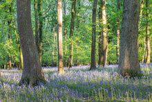 Load image into Gallery viewer, Bluebell Woodland Photography | Spring Wild Flower Art - Home Decor Gifts