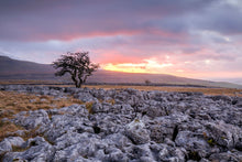 Load image into Gallery viewer, Twistleton Scar Photography | Yorkshire Landscape Photos Limestone Tree Sunset Wall Art for Sale - Home Decor Gifts