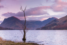 Load image into Gallery viewer, Buttermere Lone Tree Art | Lake district Landscape Photography, wall art, Home Decor