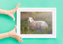 Load image into Gallery viewer, Dartmoor Lamb Bluebells | Emsworthy Wildflower Livestock Sheep wall art - Home Decor Gifts