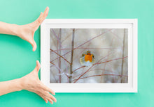 Load image into Gallery viewer, Robin Red Breast Print, Animal art for Sale - Home Decor Gifts