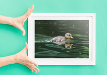 Load image into Gallery viewer, A Duckling on the River Dart | South Devon Duck Bird Nature Photography - Home Decor Gifts Wall