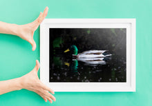 Load image into Gallery viewer, Mallard Duck Wall Art Print – River Dart Devon Bird Photography | Nature Decor & Gift Idea