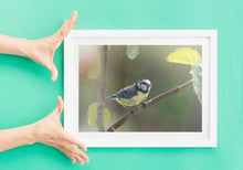 Load image into Gallery viewer, Eurasian Blue Tit Bird Print – Devon Wildlife Wall Art | Avian Nature Photography
