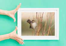 Load image into Gallery viewer, Cetti's Warbler Bird Print – Slapton Ley Devon | Reed Warbler Nature Photography Wall Art | Home Decor & Gift Idea