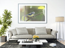 Load image into Gallery viewer, Eurasian Blue Tit Bird Print – Devon Wildlife Wall Art | Avian Nature Photography