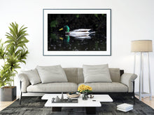 Load image into Gallery viewer, Mallard Duck Wall Art Print – River Dart Devon Bird Photography | Nature Decor & Gift Idea