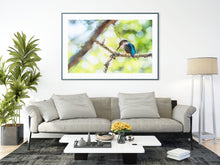 Load image into Gallery viewer, Kingfisher, River Dart Estuary, South Devon | Wildlife Bird Photography Print