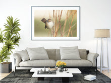 Load image into Gallery viewer, Cetti's Warbler Bird Print – Slapton Ley Devon | Reed Warbler Nature Photography Wall Art | Home Decor & Gift Idea