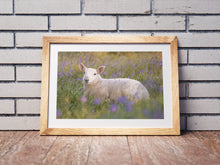 Load image into Gallery viewer, Dartmoor Lamb Bluebells | Emsworthy Wildflower Livestock Sheep wall art - Home Decor Gifts
