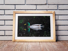 Load image into Gallery viewer, Mallard Duck Wall Art Print – River Dart Devon Bird Photography | Nature Decor & Gift Idea