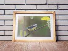 Load image into Gallery viewer, Eurasian Blue Tit Bird Print – Devon Wildlife Wall Art | Avian Nature Photography