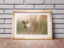 Load image into Gallery viewer, Cetti's Warbler Bird Print – Slapton Ley Devon | Reed Warbler Nature Photography Wall Art | Home Decor & Gift Idea
