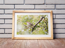 Load image into Gallery viewer, Reed Warbler Bird Prints | Wiltshire Kennet & Avon Canal Nature Photography  - Home Decor Gifts Wall