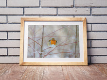 Load image into Gallery viewer, Robin Red Breast Print, Animal art for Sale - Home Decor Gifts