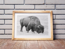 Load image into Gallery viewer, Bison Grand Teton National Park Black & White Wildlife Photography Print | Yellowstone
