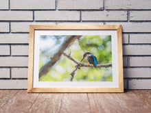 Load image into Gallery viewer, Kingfisher, River Dart Estuary, South Devon | Wildlife Bird Photography Print