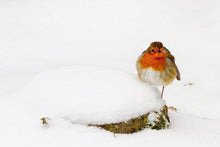 Load image into Gallery viewer, Wildlife Prints | Robin Bird wall art, Animal Snow Prints- Home Decor Gifts